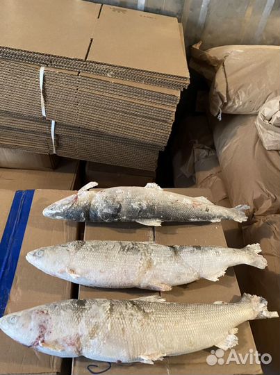 Омуль свежемороженый