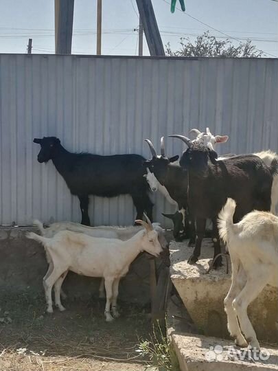 Здоровые молодые козы и козёл, привитые, ухоженны