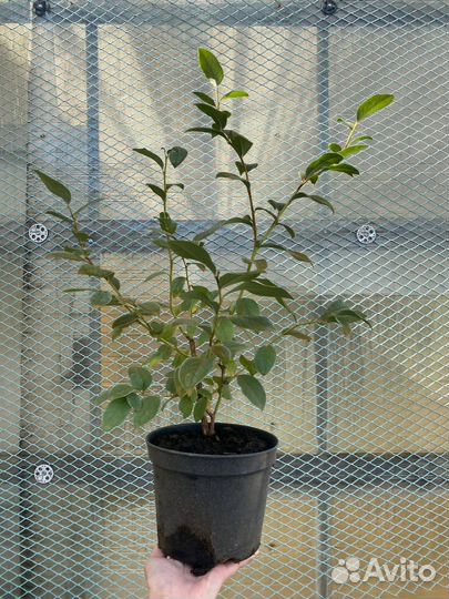 Саженцы голубики 1.5-5 лет от производителя оптом