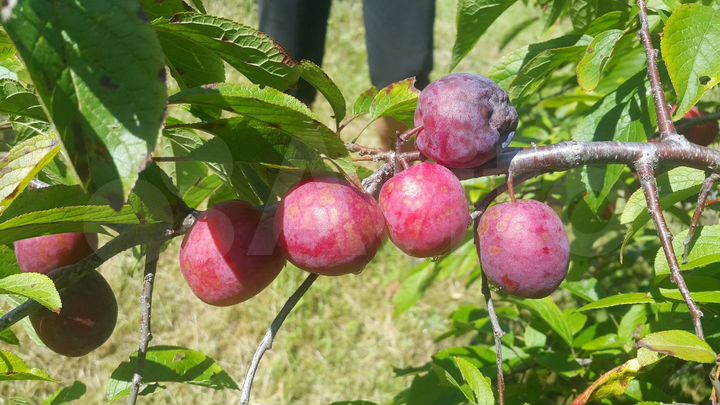 Участок 20 сот. (СНТ, ДНП)