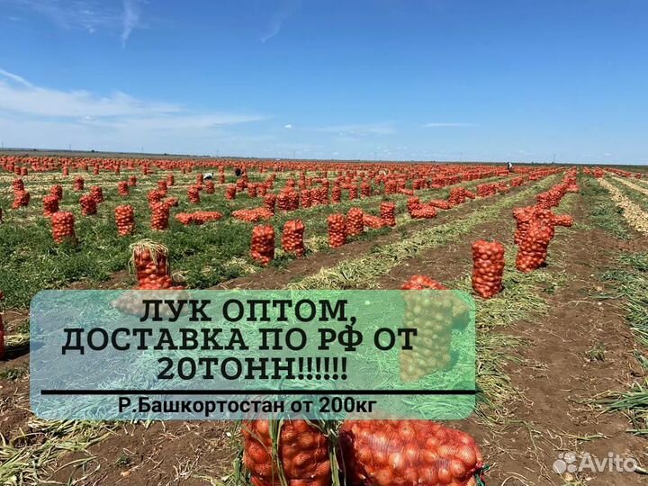 Лук оптом от 20 тонн