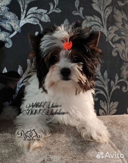 Щенки бивер йорка девочка