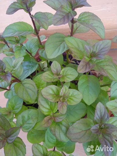 Мята Апельсин