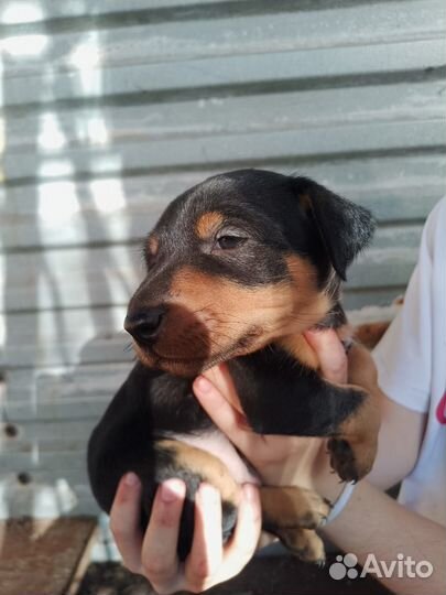 Щенки ягдтерьера