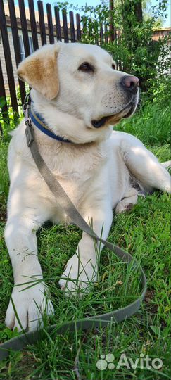 Кобель лабрадора вязка