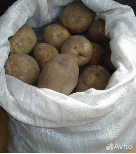 Продам картофель