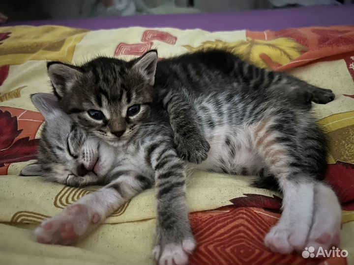 Кошка в дар