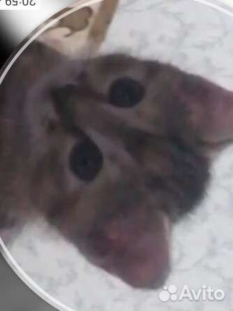 Кошечка в добрые руки