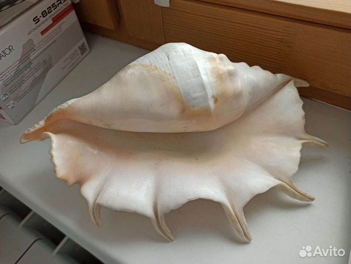 Ракушка большая