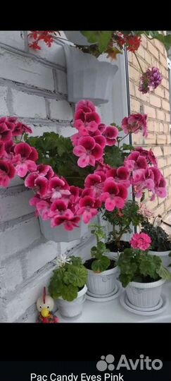 Пеларгония герань