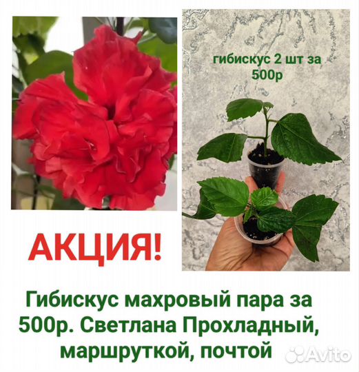 Аглаонемы,драцена Торнадо, бегония,аллоказия
