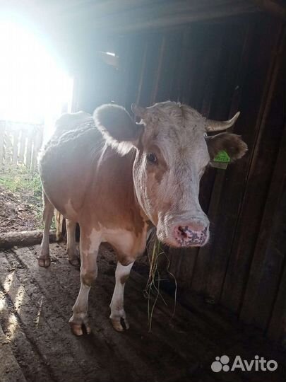 Корова дойная