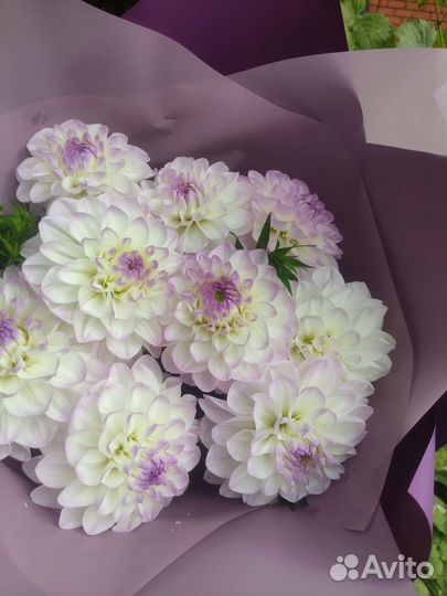 Букет георгины