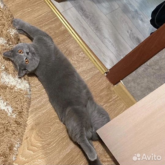 Кот в добрые руки