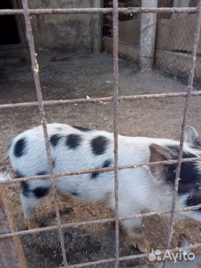 Вьетнамские поросята