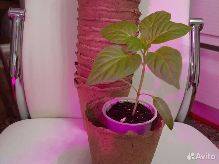 Торфяные горшочки