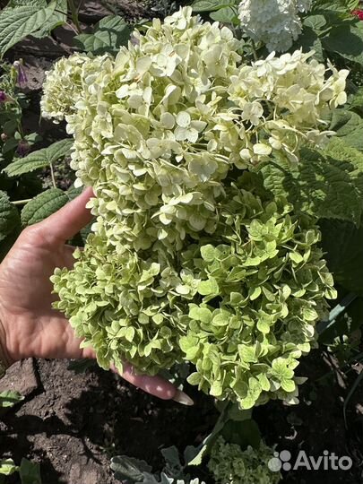 Гортензия цветок срез