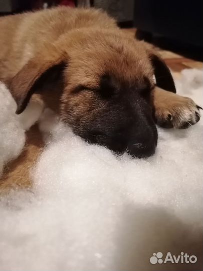 Зена королева воинов ищет человека