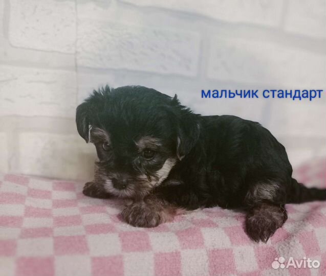 Йорки щенки