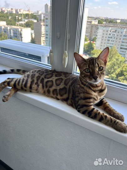 Элитный котенок бенгал