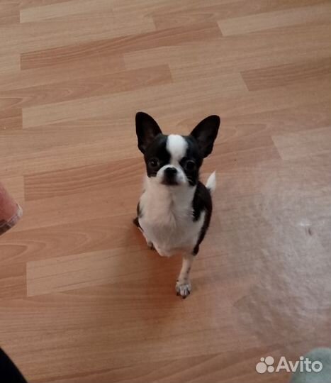 Щенки чихуахуа мини девочки