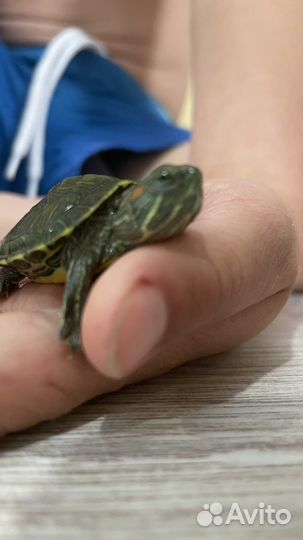 Пара красноухих черепах мальчик и девочка