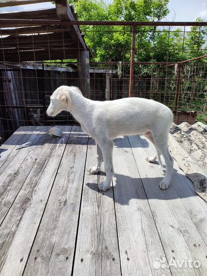 Русская псовая борзая щенки