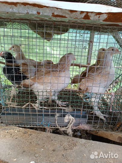 Куры цыплята