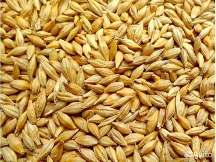 Ячмень, пшеница