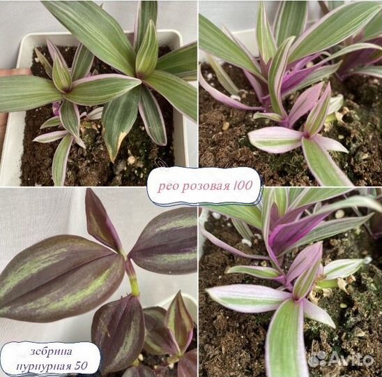 Традесканции каллизии 30 видов