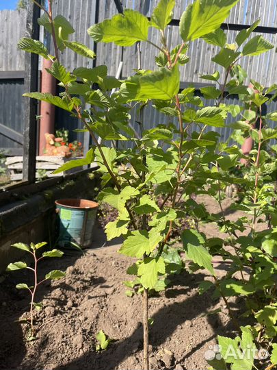 Пузыреплодник Дартс Голд