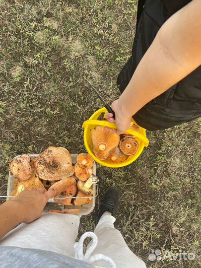 Грибы: белые, рыжики, маслята