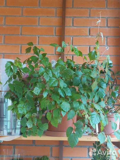 Циссус (березка) комнатный цветок