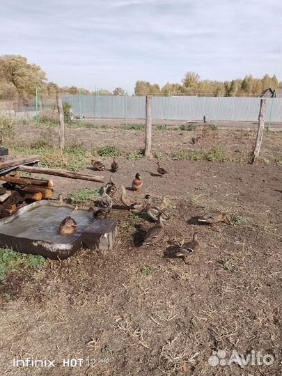 Утки подсадные