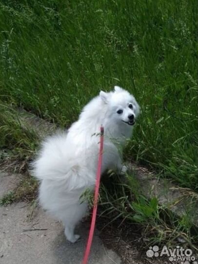 Японский шпиц щенки