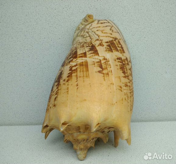 Цимбиола 19,5 морская ракушка раковина