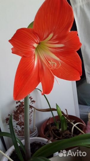 Гиппеаструм