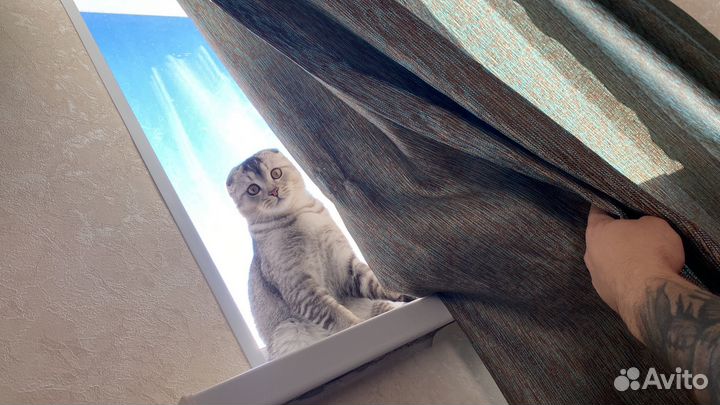 Отдам любимого кота