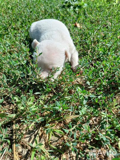 Щенок в дар