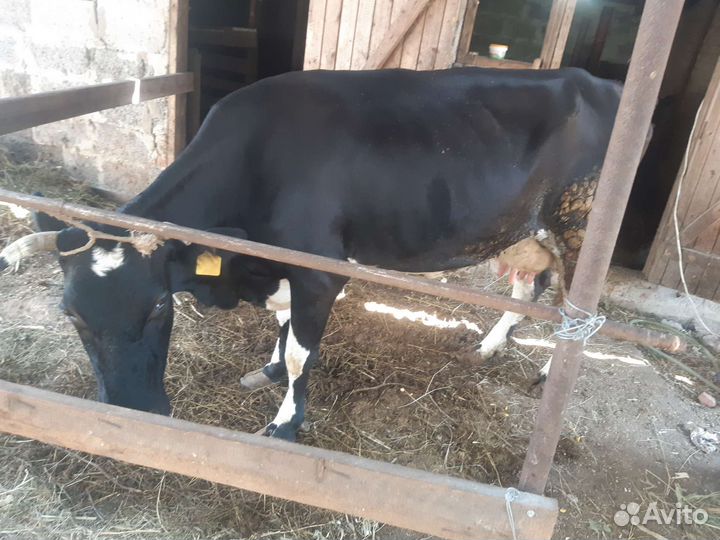 Продаеться корова на мясо