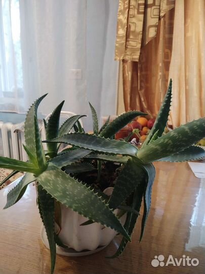 Цветок алоэ вера