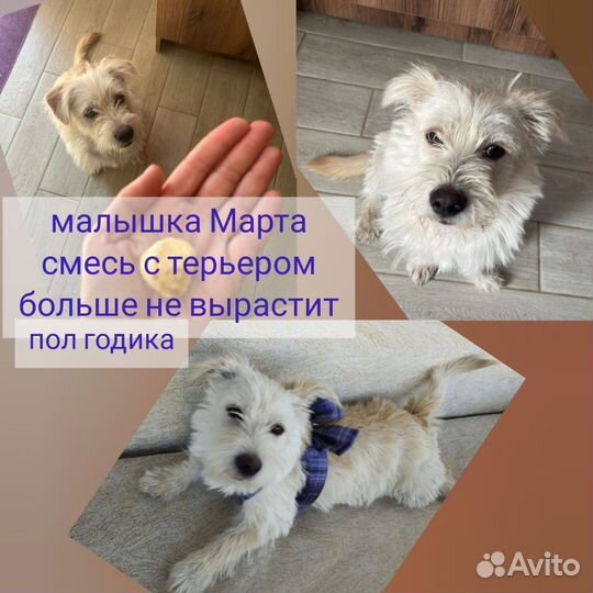 Щенок девочка в добрые руки