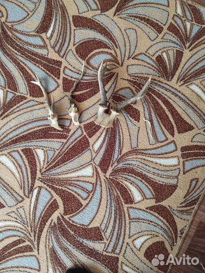 Рога косули