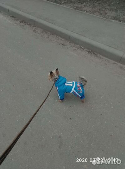 Костюмчик для собачки