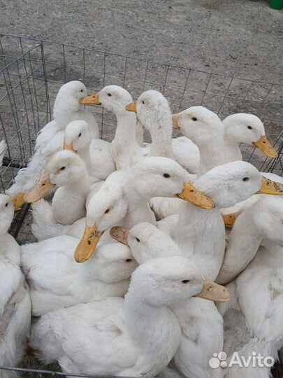 Продам утку