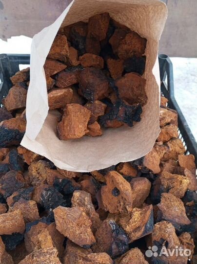 Чага березовый гриб сушеная