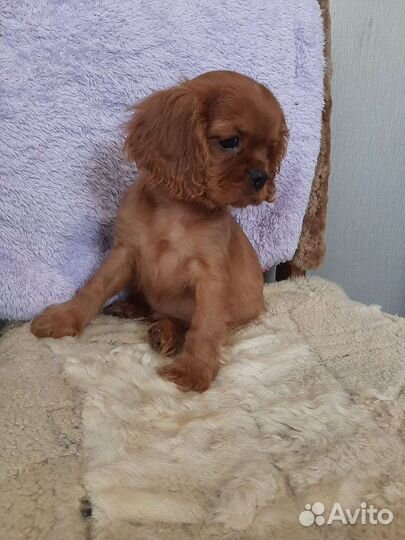 Спаниель кавалер