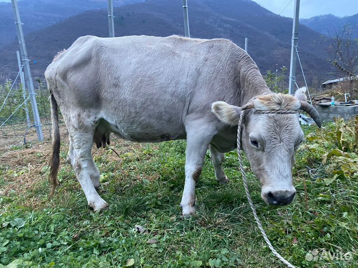 Тёлка с коровой