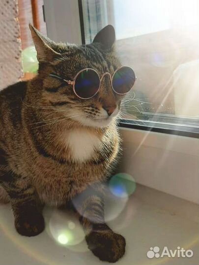 Очки для кота, собаки