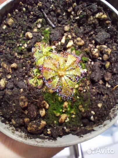 Хищное растение Росянка Алисия